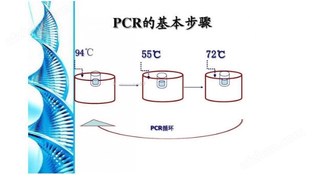 回归热疏螺旋体PCR检测试剂盒